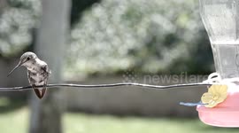 Super long Hummingbird tongue close up slow motion 240fps