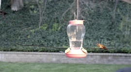Blody slam Hummingbird fight in 240fps slow motion