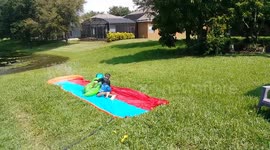 Can you spot the real gator?