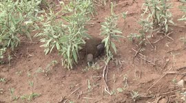Male Dung Beetle rolling his dung ball, losing control of it, and starting over again