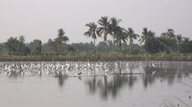 Hungry birds enjoy buffet lunch as a Thai farmer prepares his rice field.