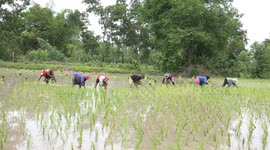 Rice planting in a paddy field.