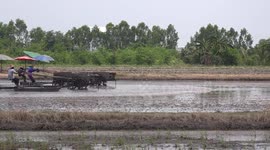 Preparing a paddy field for rice planting.