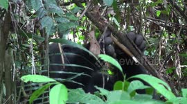 Kingo, silverback Western Lowland Gorilla, carefully peels spiky rattan to eat.