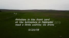 Chasing Antelope With DJI MAVIC PRO!