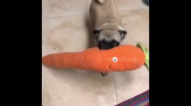Pug screams with joy for carrot