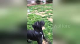 Newsflare Edit - Moose attacking the bubbles