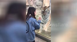 广西南宁   动物园里老虎隔着玻璃享受美女抚摸