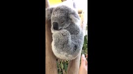 cutest 14 month old koala out there???? https://t.co/lbhTsJCCak