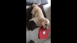 Dog carrying pizza box