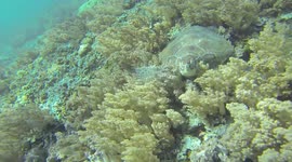 tortoise in the deep ocean