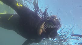 swimming with dolphins