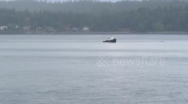Tiny tug pulls a might load Campbell River BC