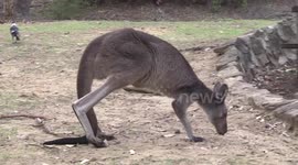 Look! Two Kangaroos walking with five legs!