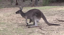 Female Kangaroo feeding with a cute Joey in her pouch