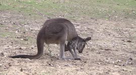 A female Kangaroo grooming her fur with her hind foot