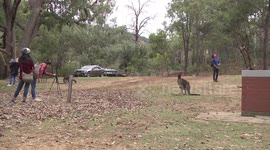 Tourists with a Western Grey Kangaroo
