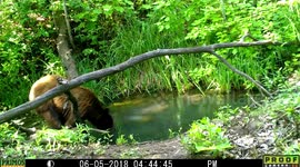 Bear finds submerged stick and uses it to scratch itchy head