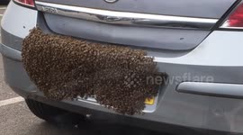 Bee swarm on car in Tesco carpark, Three Bridges, Crawley