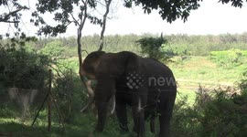 Bull Elephant feeding right by the electric fence at Crocodile Bridge Restcamp