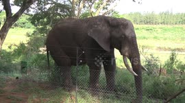 Old bull Elephant feeding next to the electric fence at Crocodile Bridge Restcamp