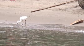 A bird eats a fish on the beach.