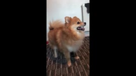 Dog walks extremely funny with hair clips on her legs