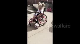 wheelchair football. Adorable toddler plays football in her wheelchair! Inspirational 3 years old.