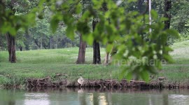 A relaxing park where people and wildlife mingle together.