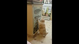 Ginja Ninja and the Whales of Destiny