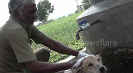 Trained Dog Delivers milk to customers by specially designed cart
