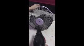 Cat keeping cool inside old fan