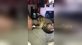 Newsflare Edit - Golden Capuchin Malarkey and black Maylee feeding dad marsmallow mice