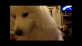 Samoyed sabotage