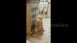 Newsflare Edit - Ginja Ninja and the Whales of Destiny