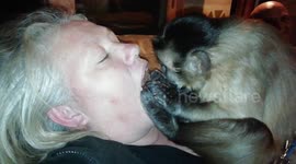 Golden Capuchin Malarkey feeding guest cup cake