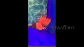 Tropical fish in tank protects dying pal from turtle