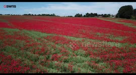 Thousands of poppies have burst into bloom in Wiltshire