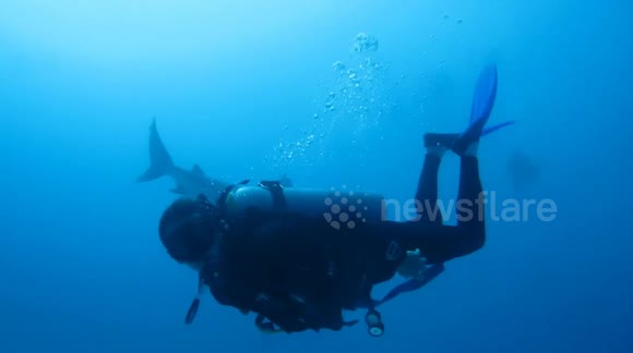 Diving with agressive Sharks in Mexico