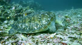 Sea turtle is sleeping with its flippers tucked under
