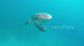 Turtle taking a breath from the surface then swimming a long side me