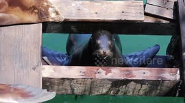 Chubby sea lions squeeze through small cracks in California harbour boardwalk