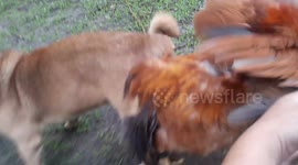 Chicken and dog caught mating