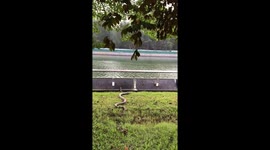 Python dives into river in Singapore