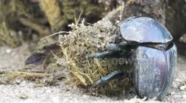 Useful beetle works hard to clean the environment