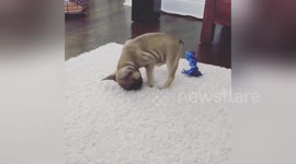Newsflare Edit - French bulldog puppy plays with his food