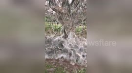 Eerie sight of caterpillars covering tree in web of silk in North Yorkshire