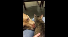 Dog adores tiny kitten