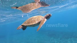 Swimming next to a Galapagos sea turtle
