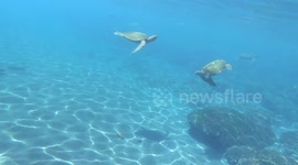 Slow motion sea turtle collisions